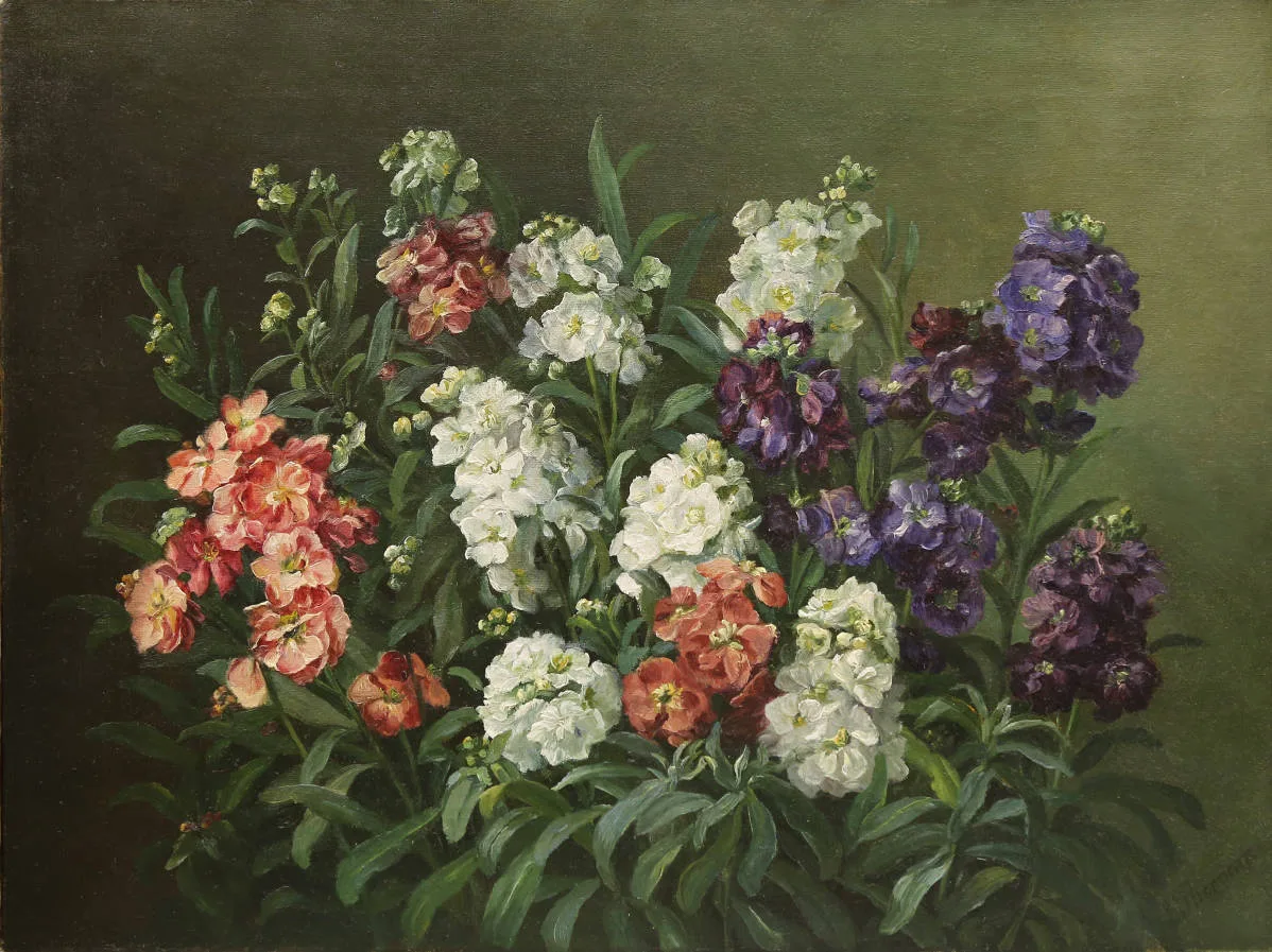 Левкои